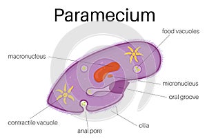 TheÂ structure Â ofÂ paramecium